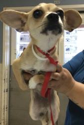 Shelter Stray Female Dog last seen Near BLOCK VIA BERNARDO, CORONA CA, 6851 Van Buren Boulevard, Jurupa Valley, CA 92509, USA