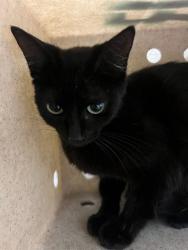 Shelter Stray Female Cat last seen Near BLOCK STETSON AVE HEMET CA 92544, 6851 Van Buren Boulevard, Jurupa Valley, CA 92509, USA