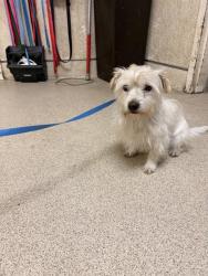 Shelter Stray Male Dog last seen Near BLOCK CENTRAL AVE, RIVERSIDE, CA 92506, 6851 Van Buren Boulevard, Jurupa Valley, CA 92509, USA