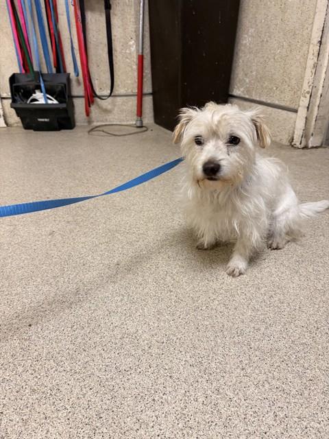 Shelter Stray Male Dog last seen Near BLOCK CENTRAL AVE, RIVERSIDE, CA 92506, 6851 Van Buren Boulevard, Jurupa Valley, CA 92509, USA