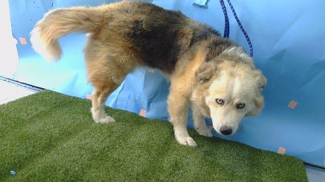 Shelter Stray Male Dog last seen , 216 W Victoria St, Gardena, CA 90248, USA
