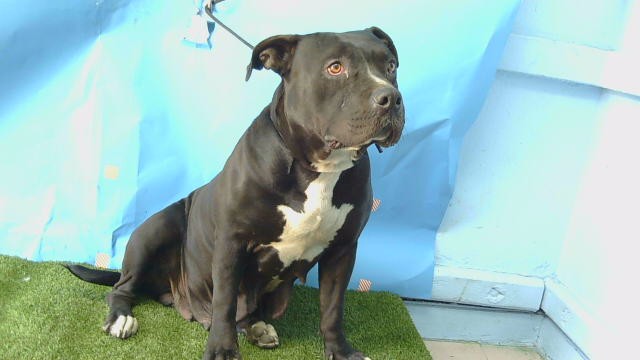 Shelter Stray Female Dog last seen , 216 W Victoria St, Gardena, CA 90248, USA