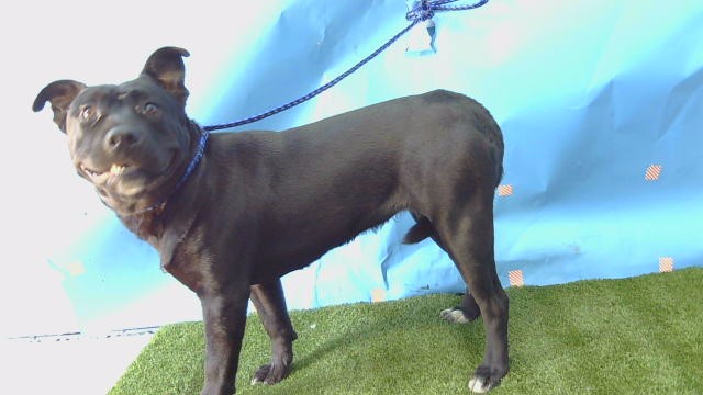 Shelter Stray Female Dog last seen , 216 W Victoria St, Gardena, CA 90248, USA