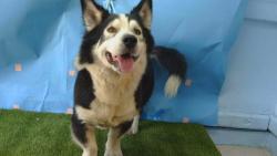 Shelter Stray Male Dog last seen , 216 W Victoria St, Gardena, CA 90248, USA