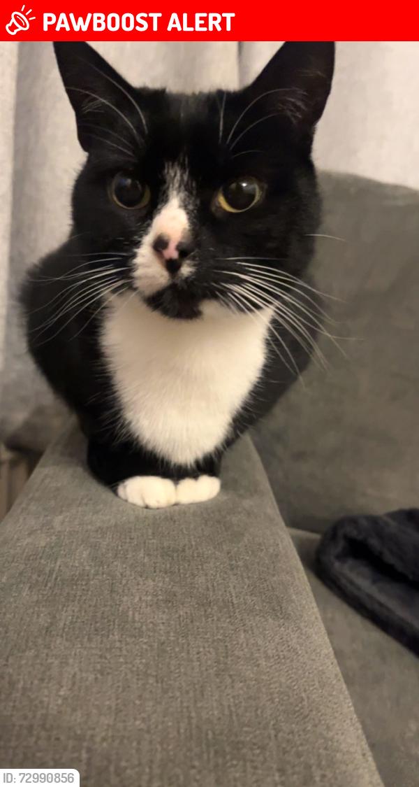 Lost Female Cat last seen Bolton Road , Atherton, England M46