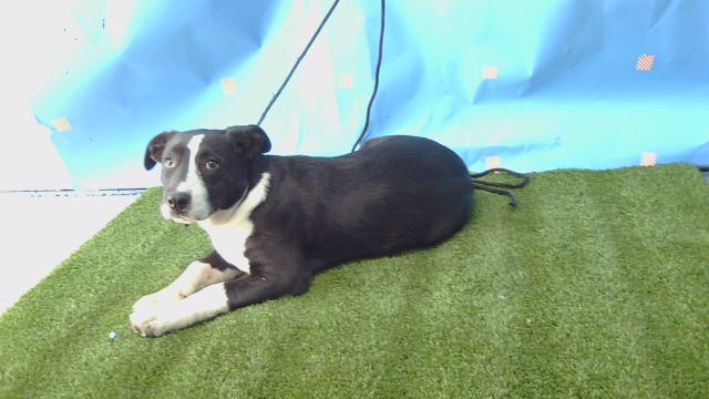 Shelter Stray Female Dog last seen , 216 W Victoria St, Gardena, CA 90248, USA
