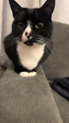 Lost Female Cat last seen Bolton Road , Atherton, England M46