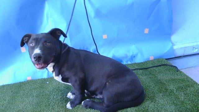 Shelter Stray Male Dog last seen , 216 W Victoria St, Gardena, CA 90248, USA