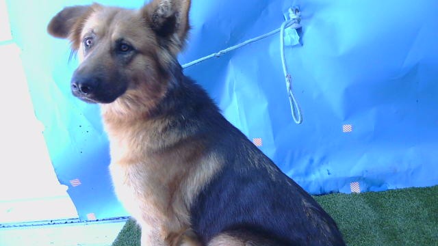 Shelter Stray Female Dog last seen , 216 W Victoria St, Gardena, CA 90248, USA