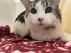 Shelter Stray Male Cat last seen , 3839 W Burnham St, West Milwaukee, WI 53215, USA