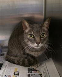 Shelter Stray Female Cat last seen , 11361 W Pico Blvd, Los Angeles, CA 90064, USA