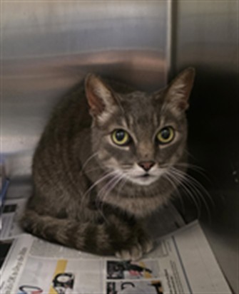 Shelter Stray Female Cat last seen , 11361 W Pico Blvd, Los Angeles, CA 90064, USA