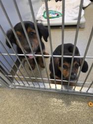 Shelter Stray Female Dog last seen 4627S KING VALLEY LN, 4522 W 3500 S, West Valley City, UT 84120, USA