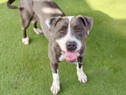 Shelter Stray Female Dog last seen , 11361 W Pico Blvd, Los Angeles, CA 90064, USA
