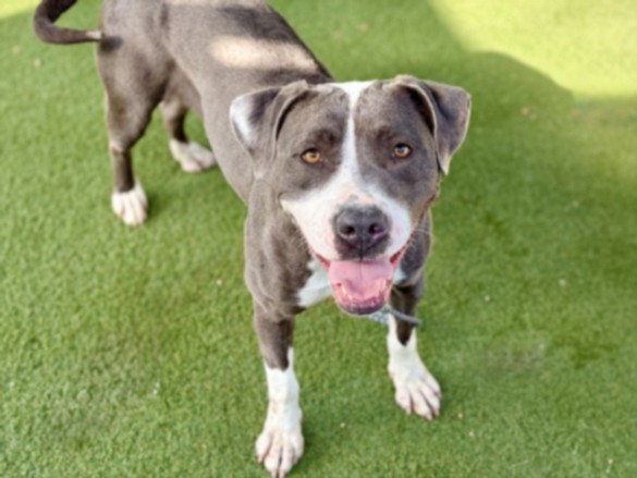 Shelter Stray Female Dog last seen , 11361 W Pico Blvd, Los Angeles, CA 90064, USA