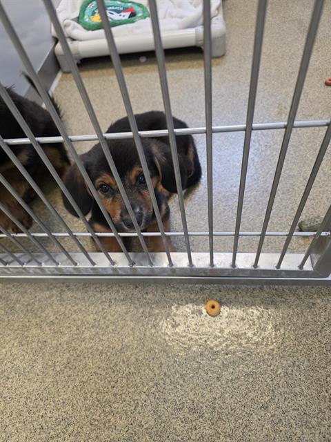 Shelter Stray Female Dog last seen 4627S KING VALLEY LN, 4522 W 3500 S, West Valley City, UT 84120, USA