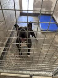 Shelter Stray Female Dog last seen , 3201 Lacy St, Los Angeles, CA 90031, USA