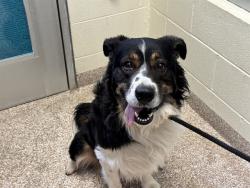 Shelter Stray Male Dog last seen FRAYS LAKE APARTMENTS, LA JUNTA, CO, 4600 Eagleridge Pl, Pueblo, CO 81008, USA