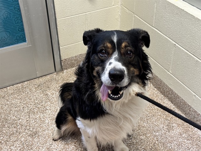 Shelter Stray Male Dog last seen FRAYS LAKE APARTMENTS, LA JUNTA, CO, 4600 Eagleridge Pl, Pueblo, CO 81008, USA