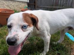 Found/Stray Male Dog last seen Washington Ave & 26th St, Bedford, IN 47421