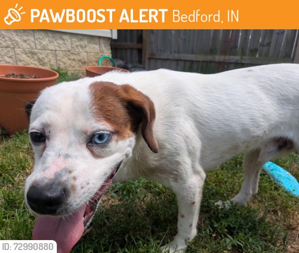 Found/Stray Male Dog last seen Washington Ave & 26th St, Bedford, IN 47421