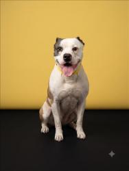 Shelter Stray Female Dog last seen , 1850 W 60th St, Los Angeles, CA 90047, USA