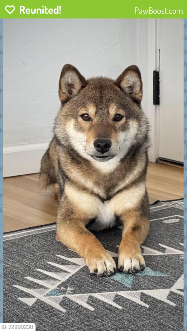 Reunited Male Dog last seen Second Avenue and I St in Chula Vista, Chula Vista, CA 91910