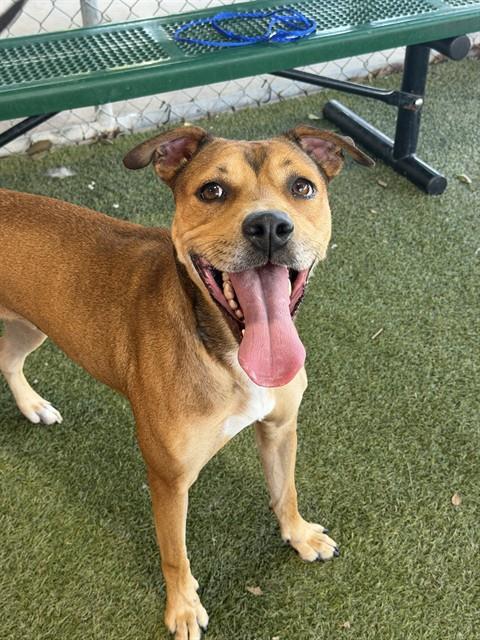 Shelter Stray Female Dog last seen Near BLOCK NW 54 ST, 3599 NW 79th Ave, Doral, FL 33122, USA
