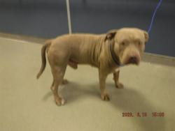 Shelter Stray Male Dog last seen VICINITY OF 1895 NW 75TH ST, 3599 NW 79th Ave, Doral, FL 33122, USA