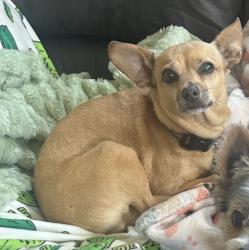 Reunited Female Dog last seen 60th st and F near Casey’s , Omaha, NE 68117