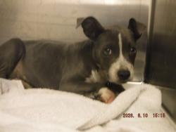Shelter Stray Female Dog last seen VICINITY OF 1895 NW 75TH ST, 3599 NW 79th Ave, Doral, FL 33122, USA