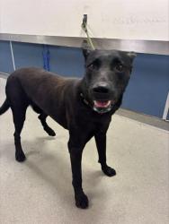 Shelter Stray Male Dog last seen Near BLOCK NW 155TH LN,, 3599 NW 79th Ave, Doral, FL 33122, USA
