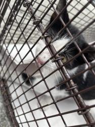 Shelter Stray Male Cat last seen Near BLOCK E 39TH ST, 3599 NW 79th Ave, Doral, FL 33122, USA