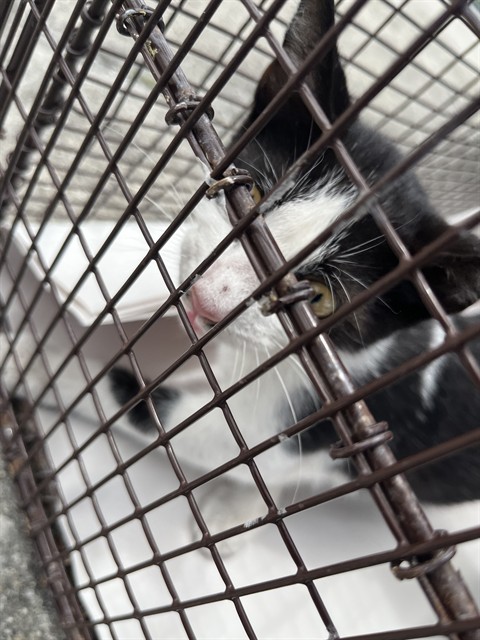 Shelter Stray Male Cat last seen Near BLOCK E 39TH ST, 3599 NW 79th Ave, Doral, FL 33122, USA