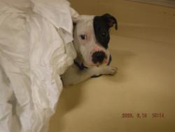Shelter Stray Female Dog last seen VICINITY OF 1335 NW 69TH ST, 3599 NW 79th Ave, Doral, FL 33122, USA
