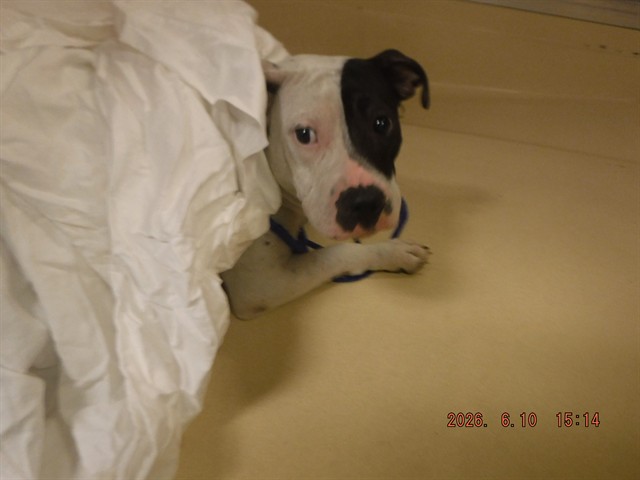 Shelter Stray Female Dog last seen VICINITY OF 1335 NW 69TH ST, 3599 NW 79th Ave, Doral, FL 33122, USA
