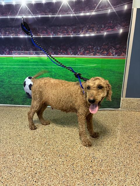 Shelter Stray Female Dog last seen Near BLOCK NW 89 ST, 3599 NW 79th Ave, Doral, FL 33122, USA