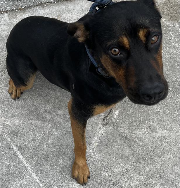 Shelter Stray Male Dog last seen Near BLOCK NW LITTLE RIVE DR, 3599 NW 79th Ave, Doral, FL 33122, USA