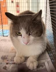 Shelter Stray Male Cat last seen , 957 N Gaffey St, San Pedro, CA 90731, USA