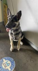 Shelter Stray Female Dog last seen , 957 N Gaffey St, San Pedro, CA 90731, USA