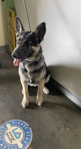 Shelter Stray Female Dog last seen , 957 N Gaffey St, San Pedro, CA 90731, USA