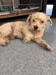 Shelter Stray Male Dog last seen Near BLK HALEY ST BAKERSFIELD,CA, 201 S Mt Vernon Ave, Bakersfield, CA 93307, USA