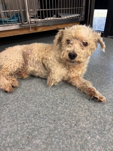 Shelter Stray Male Dog last seen Near BLK HALEY ST BAKERSFIELD,CA, 201 S Mt Vernon Ave, Bakersfield, CA 93307, USA