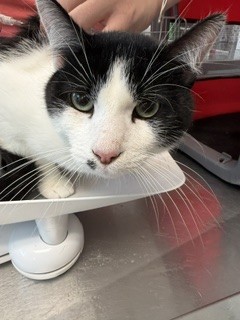 Shelter Stray Male Cat last seen BURLINGTON AC, 221 Stone Quarry Rd, Burlington, NC 27217, USA