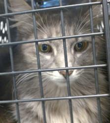Shelter Stray Unknown Cat last seen Near BLOCK NE 44TH #24, 2811 SE 29th St, Oklahoma City, OK 73129, USA