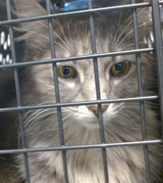 Shelter Stray Unknown Cat last seen Near BLOCK NE 44TH #24, 2811 SE 29th St, Oklahoma City, OK 73129, USA