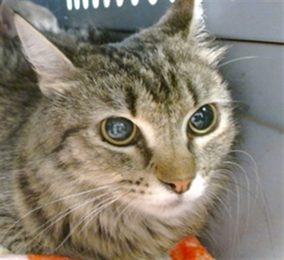 Shelter Stray Unknown Cat last seen , 2811 SE 29th St, Oklahoma City, OK 73129, USA