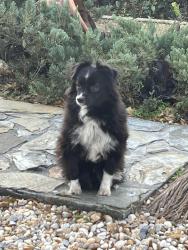 Reunited Male Dog last seen Token Rd - Baldwin - Hwy390 , Panama City, FL 32405