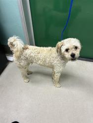 Shelter Stray Male Dog last seen Near BLOCK BRINKBY AVE, RENO NV 89509, 2825 Longley Ln Suite A, Reno, NV 89502, USA