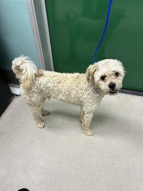 Shelter Stray Male Dog last seen Near BLOCK BRINKBY AVE, RENO NV 89509, 2825 Longley Ln Suite A, Reno, NV 89502, USA